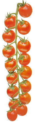 Ciliegino, quali prospettive Ciliegino, quali prospettive