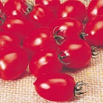 Pomodoro da industria Calista! Pomodoro da industria Calista!