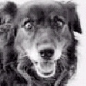 Il cane ferito e abbandonato trova casa adesso è stato adottato da una volontaria Il cane ferito e abbandonato trova casa adesso è stato adottato da una volontaria