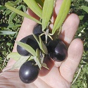 Annata buona per la qualità dell'olio di oliva ma la quantità della produzione è dimezzata Annata buona per la qualità dell'olio di oliva ma la quantità della produzione è dimezzata