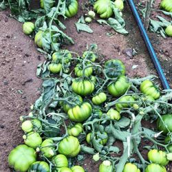 L'annata agraria è compromessa. Intere coltivazioni sono state rase al suolo